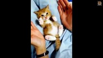 Cute is Not Enough - Cute Kittens In The World #5 - CuteVN Animals