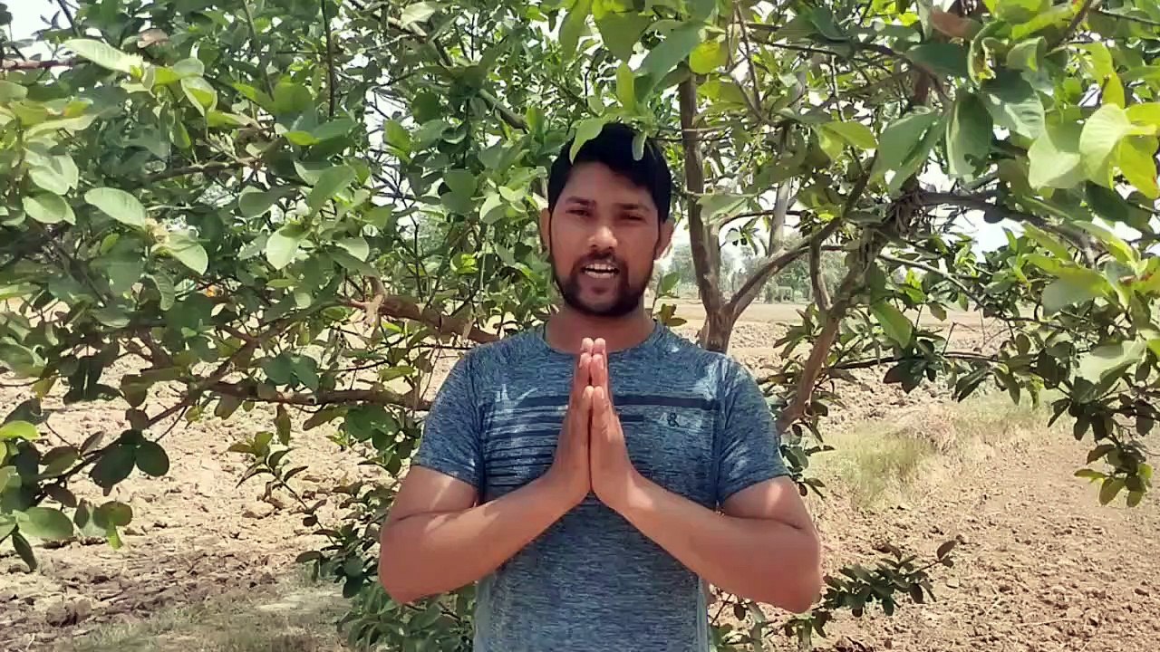 olis1,tree kaise lagaye 2,ped kaise lagaye,mango tree,guawa tree,lemon tree,orange tree, kaise lagate hai,