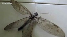 Creepy insect with giant jaws spotted crawling up wall in Brazil