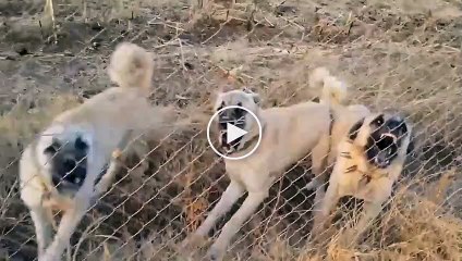 Download Video: ADAMCI SiVAS KANGAL KOPEKLERi - ANGRY ANATOLiAN SHEPHERD KANGAL DOGS