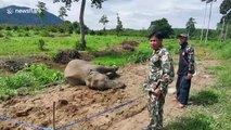 Two young elephants found dead after being electrocuted by fence protecting fruit farm