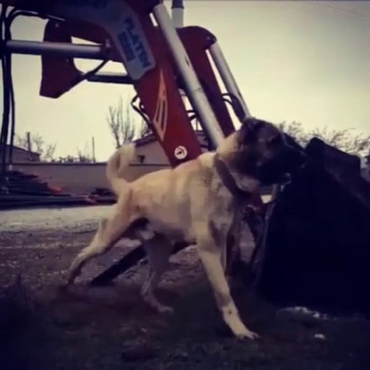ADAMCI ve KARABAS ANADOLU COBAN KOPEGi - ANGRY and BLACK HEAD ANATOLiAN SHEPHERD DOG
