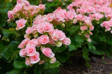 Begonias Burst With Bright Color in the Cool Shade