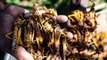 A plague amid a pandemic_ East Africa, West Asia combat surging locust outbreak