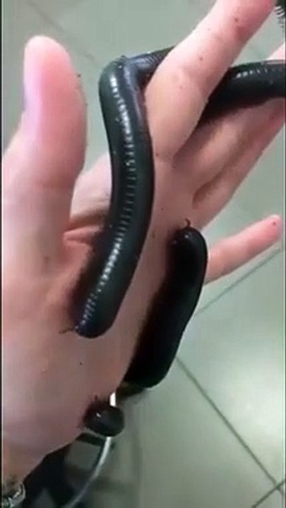 Il joue avec son mille-pattes de compagnie