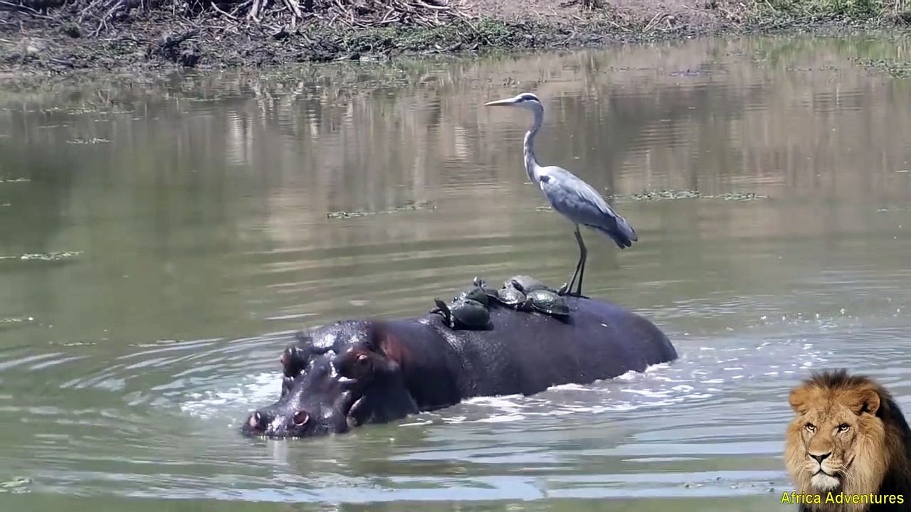Cet hippopotame sert de barque à tous les animaux de la mare