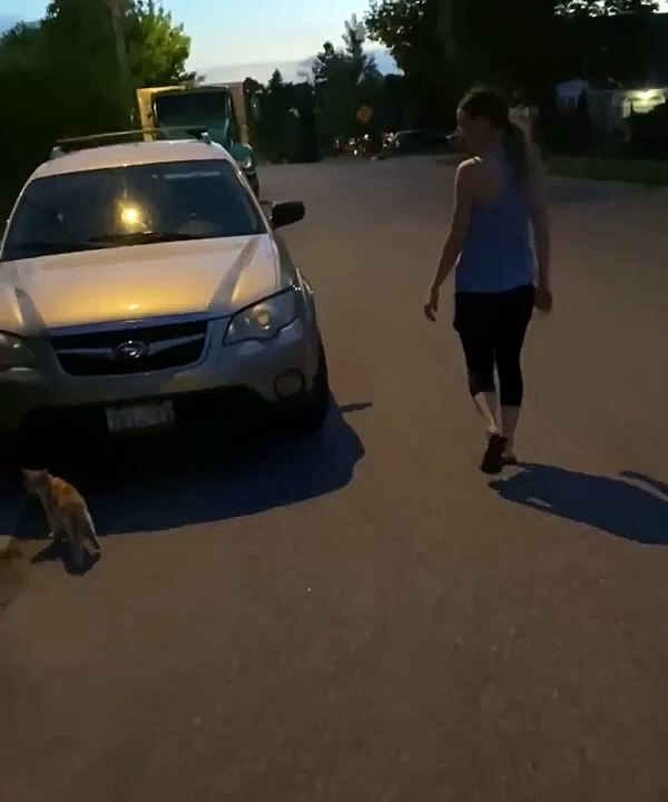 Un chat abandonné suit un couple jusque chez eux et les adopte