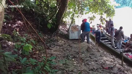 Indonesian officials release Sumatran tiger into wild