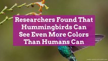 Researchers Found That Hummingbirds Can See Even More Colors Than Humans Can