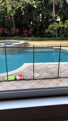 Rescuing Baby Raccoons from Swimming Pool