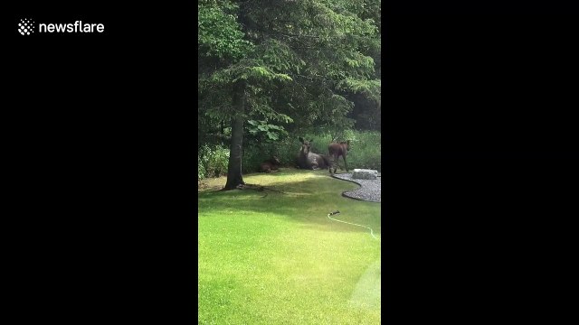 Amused baby moose in Alaska joyfully plays with water sprinkler