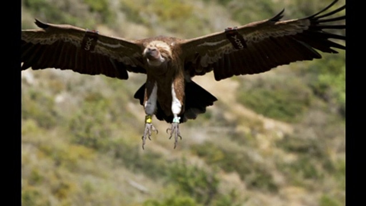 Amazing Eagles of Israel, Eagles of the Holy Land