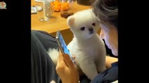 Mini Pomeranian - Funny and Cute Pomeranian Videos #12 - CuteVN