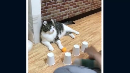 GATITOS MUY CHISTOSOS 2020