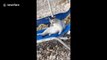 'Chilling like a cat.' Cool cat in Greece relaxes at the beach