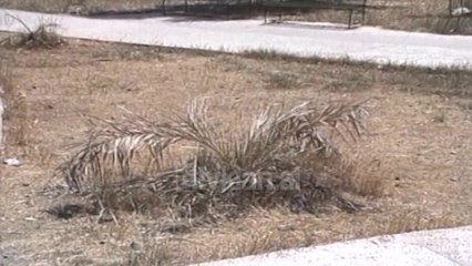 Lulishtet e pa lulezuara - (25 Qershor 2000)