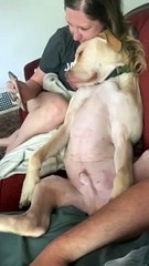 Dog Throws Shade After Taking Selfies with Girlfriend