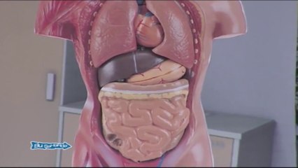 İnsan orqanizmi bir dövlətdir - Qızıl Gül (Bir parça, 2014)