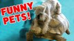 DOG RIDES A TURTLE & MORE Funny Pet Videos, Bloopers & Moments of 2016 Weekly Compilation