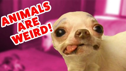 Top Weird Pets & Animals Compilation of 2016 _ Funny Pet Videos