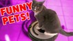 CATS RIDING ROOMBAS & MORE Funny Pet Clips, Bloopers & Outtakes Weekly Comp _ Funny Pet Videos