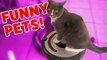 CATS RIDING ROOMBAS & MORE Funny Pet Clips, Bloopers & Outtakes Weekly Comp _ Funny Pet Videos