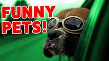 Funniest Pet Moments of 2016 Caught On Tape Weekly Compilation _ Funny Pet Videos