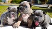 Cute Is Not Enough French Bulldog - Funny and Cute French Bulldog Puppies