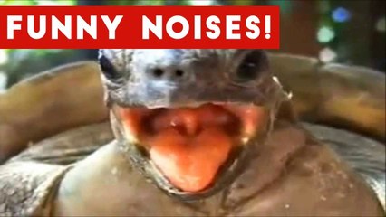 Cutest Funny Animal Sounds Compilation of 2016 _ Funny Pet Videos