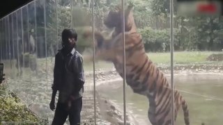 Animals when broke Glass and attacked Humans