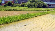 Rice Field Birdies in Japan
