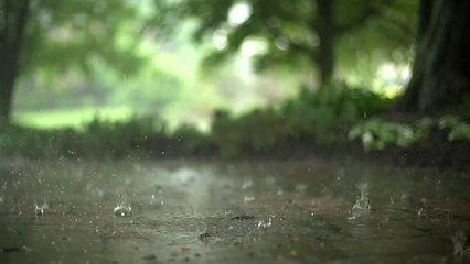 Rain sound and rainforest animals and birds sound - relaxing sleep