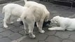 ALABAY COBAN KOPEGi YAVRU KARDESLER SABAH EGZERSiZLERi - ALABAi SHEPHERD DOG PUPPiES EXERCiSE