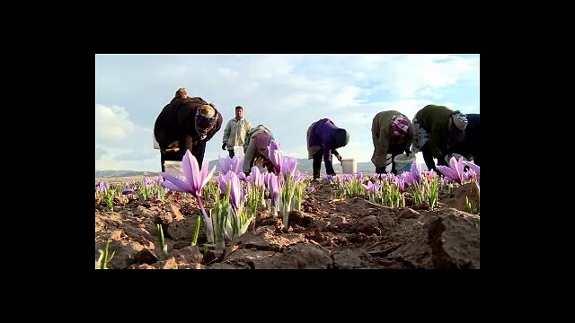 SUPER !! WA:083 854 153 392	Jual Putik Bunga Saffron surabaya malang