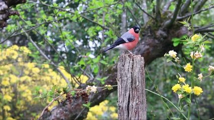 birds and rain sounds Relaxation,4K ultra HD with Nature sounds music for Meditation, Bird singing,