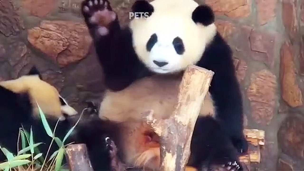 Cute Funny And Smart Animals - Dogs And Cats Video 2020 Pets Paws