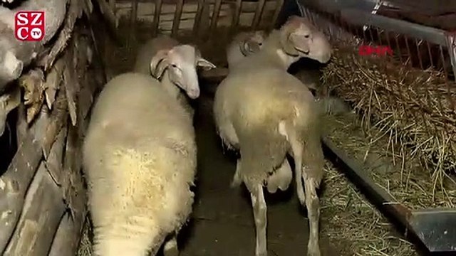 Selin vurduğu Dudaklı köyündeki çiftçi: Hayatımda böyle felaket görmedim