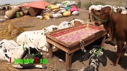 Cattle Prices Sohrab Goth Maweshi Mandi Update 22 June 2020