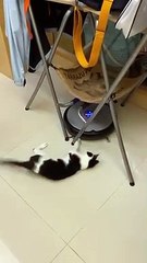 Descargar video: Meilleur jouet pour chat ? Un aspirateur Romba !