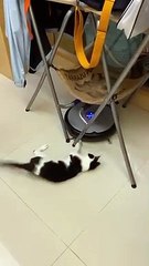 Meilleur jouet pour chat ? Un aspirateur Romba !