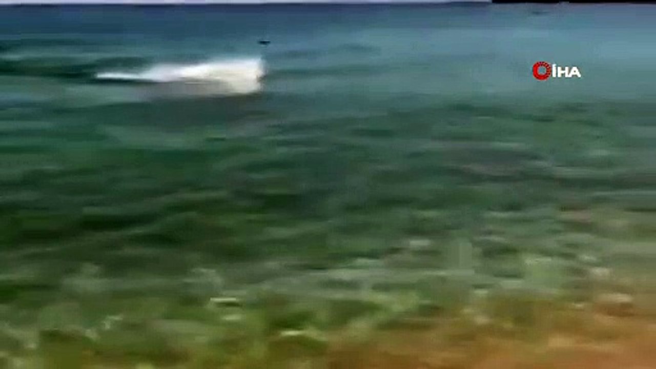 Riva kumsalında yüzen yunus renkli görüntüler oluşturdu