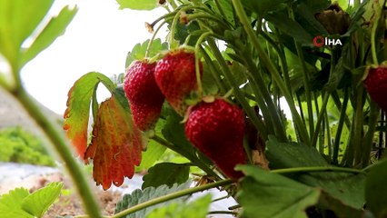 Gümüşhane’de çileklerini türkü dinleterek üreten çiftçi taleplere yetişemiyor