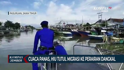 Cuaca Panas, Hiu Tutul Migrasi ke Perairan Dangkal