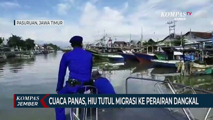 Descargar video: Cuaca Panas, Hiu Tutul Migrasi ke Perairan Dangkal