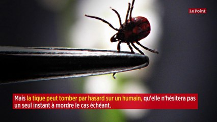 Le sud de la France envahi par une tique potentiellement mortelle