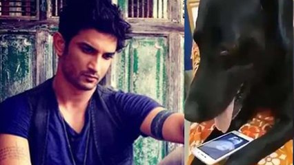 Sushant Singh Rajput के जाने के बाद क्या उनका Doggy Fudge भी नहीं रहा इस दुनिया में ? | FilmiBeat