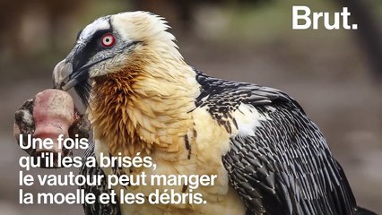 "Le nettoyeur des alpages", un oiseau qui se nourrit d'os