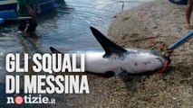 Messina, continuano gli avvistamenti di squali nello stretto: i video dei bagnanti | Notizie.it
