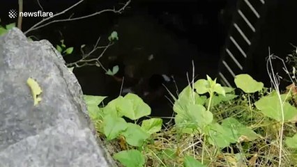 Firefighters rescue deer from 24-metre-deep well in southern India