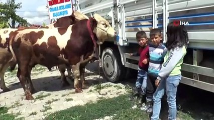 Otomobil fiyatına 1 ton 90 kiloluk kurbanlık
